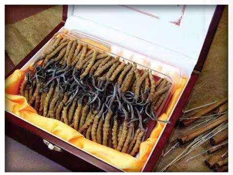 大观冬虫夏草回收